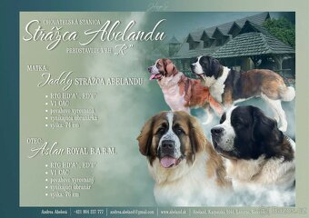 Moskevský strážní pes - štěňata s PP - 7