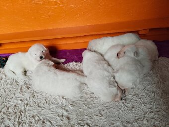 Štěňátka samojeda s PP - 7