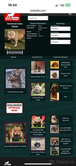 American bully kryti - 7