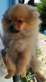 POMERANIAN - 7
