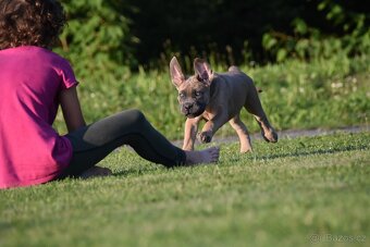 Cane Corso štěňata s FCI PP - 7