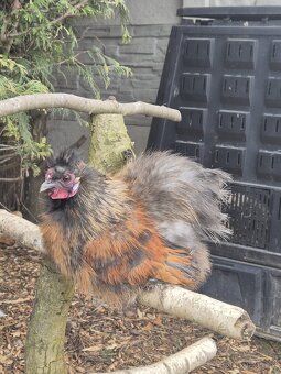 Hedvábnička - kohouti - 7