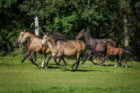 Extra Lusitano kobyla - 7