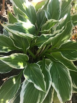 nápaditá Hosta-bohyška-5+1 druhů - 7