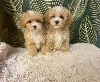 Maltipoo štěňátka - 7