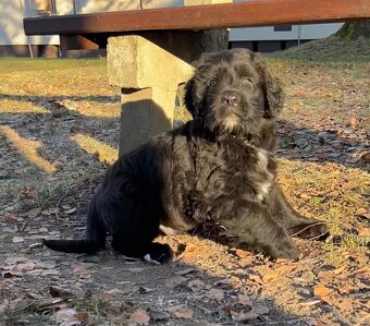 Landseer (Novofundland) x Ruský černý teriér - 7