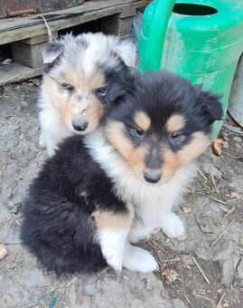 Kolie dlouhosrstá - 7