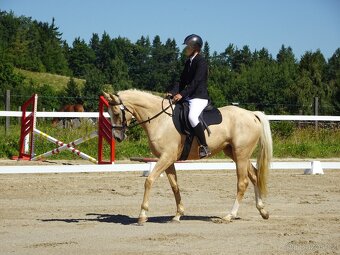 Prodám 3-letou klisnu Kůň Kinský, - 7