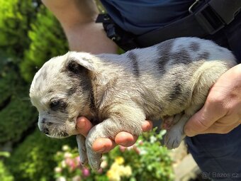 Cane corso merle - 7