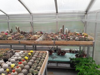 Prodám rozsáhlou sbírku kaktusů - 7