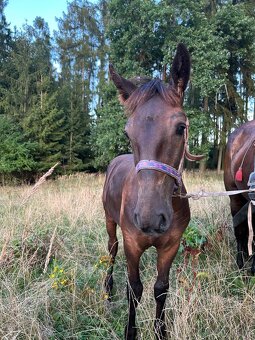 Starokladrubský vraný hřebeček - 7