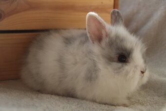 Vánoční miminka králíčků - zakrslí lvíčci, teddy - 7