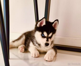 Champion blue eyed Siberian Husky FCI puppy - 7