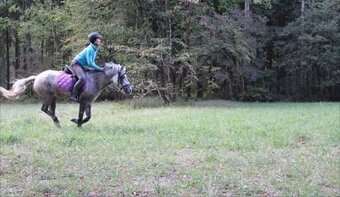 Prodám ponyho do sportu či k aktivnímu hobby - 7