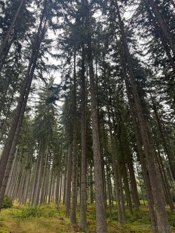 Prodám lesní pozemky v k.ú. Nicov - 7