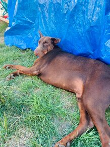 adopce Brit - 7 let - 7
