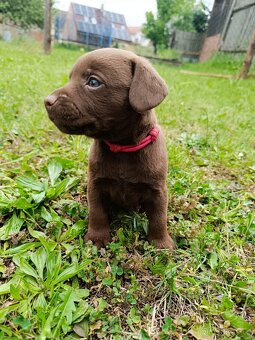 Štěňátka Patterdale teriérů - 7