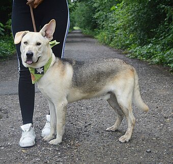 DELISO K ADOPCI - 2 ROKY, HODNÝ, KLIDNÝ,KONTAKTNÍ - 7