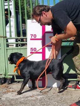 ADRIANA K ADOPCI - přátelská, umazlená, vděčná - 7