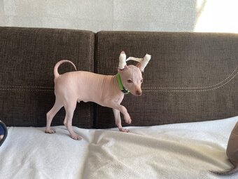 Peruánsky naháč malý - Anthoni - 7