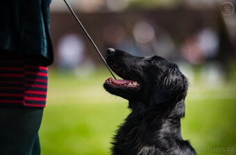 Flat Coated Retriever - pejsci s PP - 7