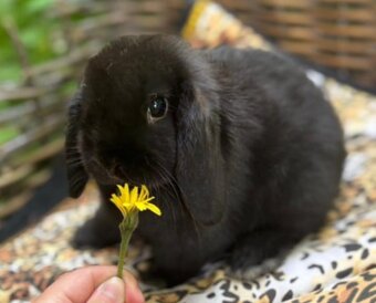 Kouzelná Miminka  - Anglický Zakrslý Beránek MiniLop - 7