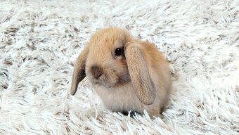 Zakrslý beránek, králíček, králík - JIJI - 7