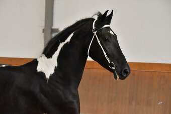 Barokní pinto - hřebec k připouštění, možný i prodej - 7