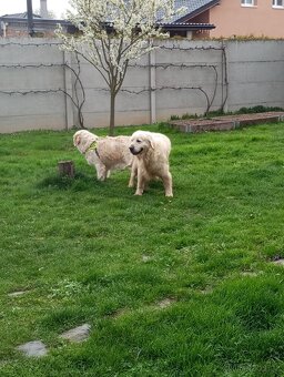 Zlatý retrívr/retriever - 7