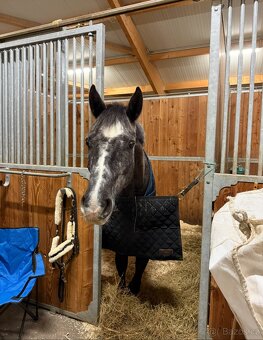 4letý oldenburský valach po Hickstead White - 7