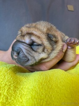 Sharpei,šarpej s PP - 7