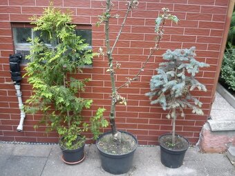 Borovice, smrčky, túje a další dřeviny - 7