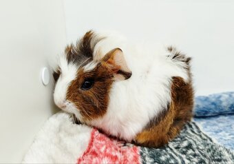 Morče, Morčata, Morčátko, Morčátka - GINA A GINA - 7