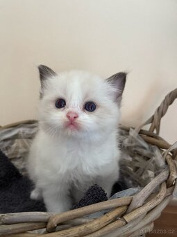 Ragdollí láska na celý život – koťátka s PP k rezervaci - 7
