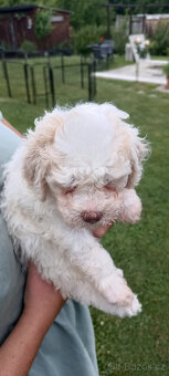 Lagotto Romagnolo s PP - 7