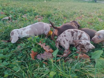 Trpasličí hladkosrstý jezevčík - 7