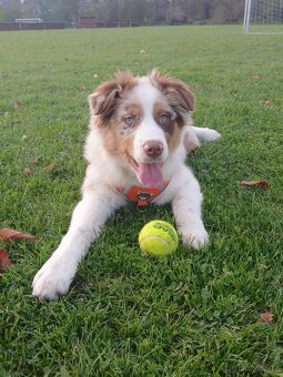 Border kolie x australak - 7