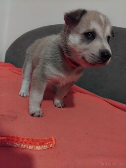 Rezervace husky štěňat - 7