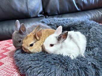 ♥️zakrslý králík - mimča již k odběru 🐰 - 7