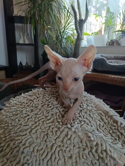 SPHYNX - 7
