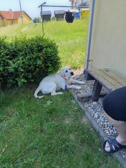 labrador Labradorský retrívr - 7