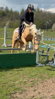Žlutý valach pony B - 7