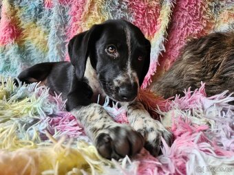 Štěňátka, stěně, štěňata - 7