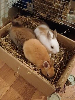 Zakrslí králík. - 7