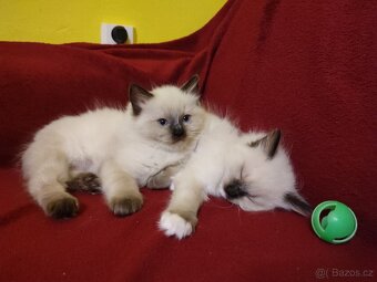 Ragdoll koťátka bez PP - 7