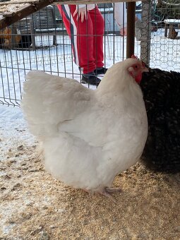 Orpingtonka velká bílá chovný kmen - 7