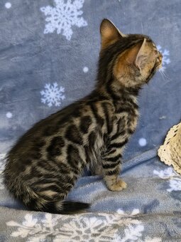 Bengálská kočka s Pp - 7