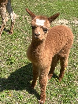 Lama Alpaka - 7