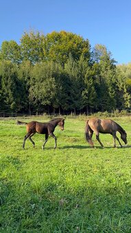 Qh hřebeček- dark buckskin - 7
