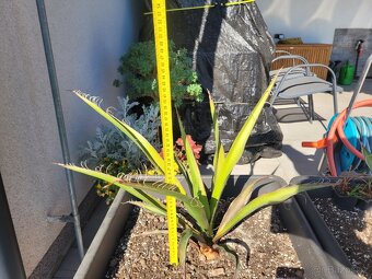 Yucca Carnerosana a Yucca Faxoniana včetně květináče - 7